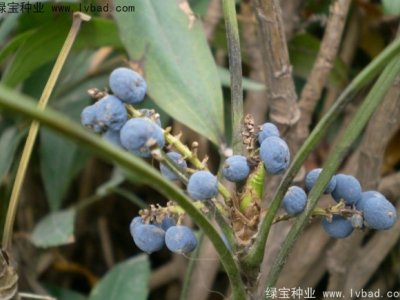 十大功劳种子