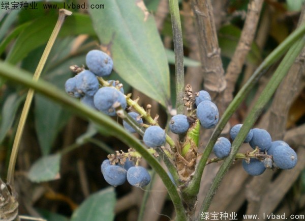 <a href='https://www.lvbad.com/linmuzhongzi/1811.html' target='_blank'>十大功劳种子</a>