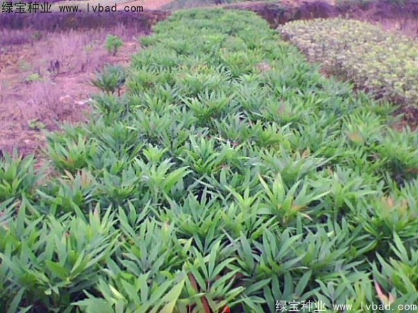 <a href='https://www.lvbad.com/linmuzhongzi/1811.html' target='_blank'>十大功劳种子</a>