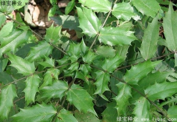十大功劳种子