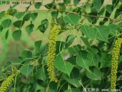 乌桕种子