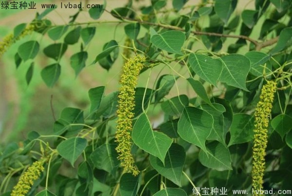<a href='https://www.lvbad.com/linmuzhongzi/1812.html' target='_blank'>乌桕种子</a>