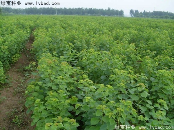 乌桕<a href='https://www.lvbad.com/' target='_blank'>种子</a>
