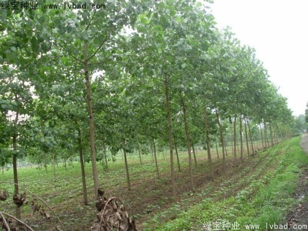 乌桕<a href='https://www.lvbad.com/' target='_blank'>种子</a>
