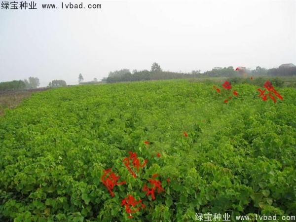 <a href='https://www.lvbad.com/linmuzhongzi/1812.html' target='_blank'>乌桕种子</a>
