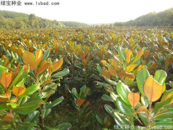 玉兰<a href='https://www.lvbad.com/' target='_blank'>种子</a>