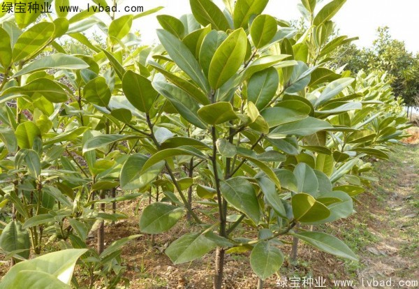 玉兰<a href='https://www.lvbad.com/' target='_blank'>种子</a>