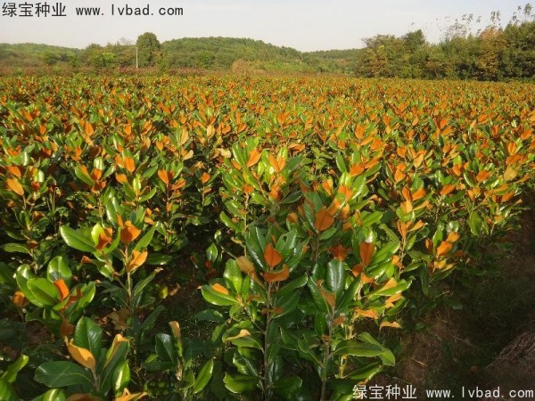 <a href='https://www.lvbad.com/linmuzhongzi/1813.html' target='_blank'>玉兰种子</a>