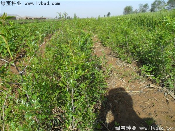 <a href='https://www.lvbad.com/linmuzhongzi/1814.html' target='_blank'>枣树</a> <a href='https://www.lvbad.com/linmuzhongzi/1814.html' target='_blank'>枣树</a>