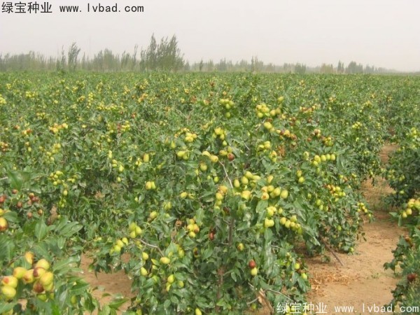 <a href='https://www.lvbad.com/linmuzhongzi/1814.html' target='_blank'>枣树</a> <a href='https://www.lvbad.com/linmuzhongzi/1814.html' target='_blank'>枣树</a>