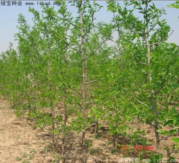 枣树 枣树
