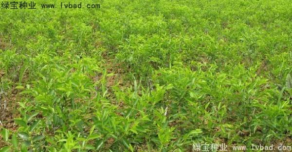 枣树 枣树