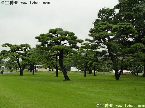 <a href='https://www.lvbad.com/linmuzhongzi/1816.html' target='_blank'>日本黑松</a><a href='https://www.lvbad.com/' target='_blank'>种子</a>