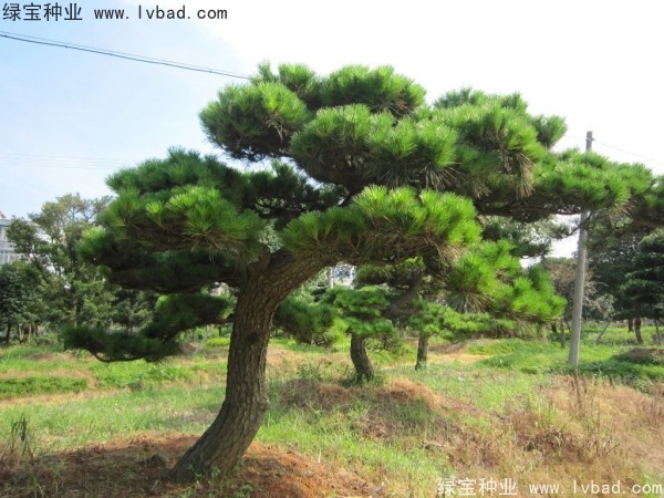 <a href='https://www.lvbad.com/linmuzhongzi/1816.html' target='_blank'>日本黑松种子</a>