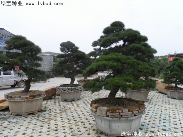 日本<a href='https://www.lvbad.com/linmuzhongzi/1716.html' target='_blank'>黑松种子</a>