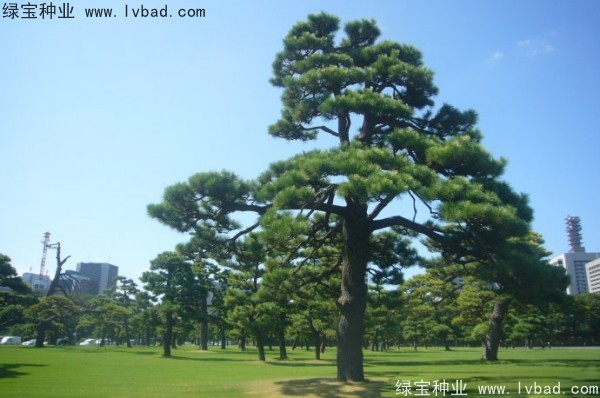 日本<a href='https://www.lvbad.com/linmuzhongzi/1716.html' target='_blank'>黑松种子</a>