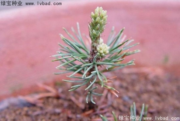<a href='https://www.lvbad.com/linmuzhongzi/1817.html' target='_blank'>五针松</a><a href='https://www.lvbad.com/' target='_blank'>种子</a>