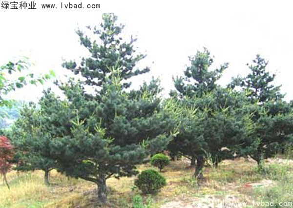 <a href='https://www.lvbad.com/linmuzhongzi/1817.html' target='_blank'>五针松种子</a>