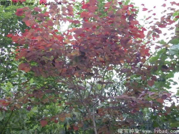 红叶<a href='https://www.lvbad.com/linmuzhongzi/1760.html' target='_blank'>紫荆种子</a>