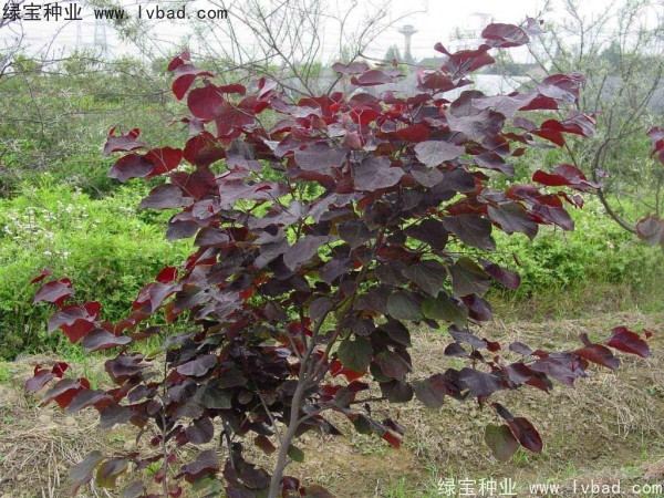 <a href='https://www.lvbad.com/linmuzhongzi/1818.html' target='_blank'>红叶紫荆种子</a>