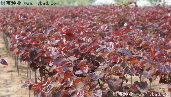 紫叶<a href='https://www.lvbad.com/linmuzhongzi/1760.html' target='_blank'>紫荆种子</a>