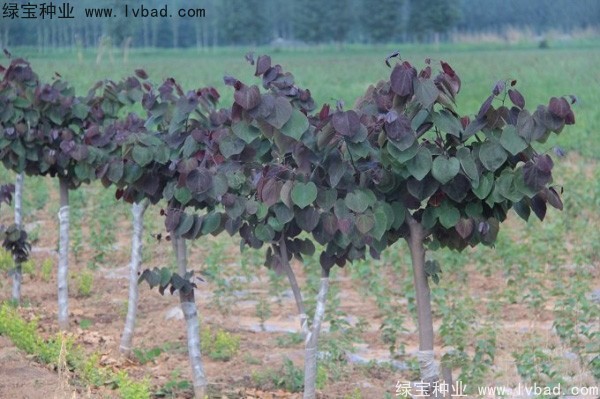 <a href='https://www.lvbad.com/linmuzhongzi/1819.html' target='_blank'>紫叶紫荆种子</a>