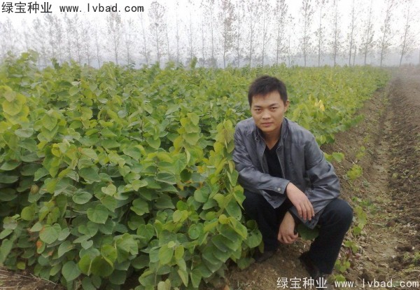<a href='https://www.lvbad.com/linmuzhongzi/1819.html' target='_blank'>紫叶紫荆种子</a>
