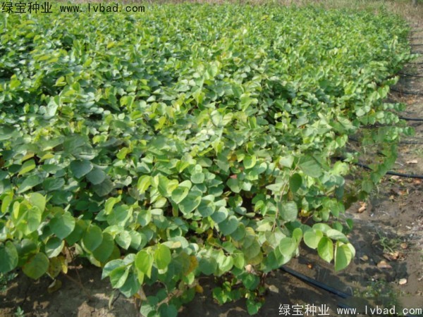 紫叶<a href='https://www.lvbad.com/linmuzhongzi/1760.html' target='_blank'>紫荆种子</a>