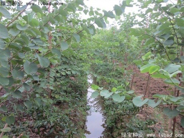 紫叶<a href='https://www.lvbad.com/linmuzhongzi/1760.html' target='_blank'>紫荆种子</a>