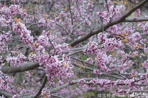 <a href='https://www.lvbad.com/linmuzhongzi/1820.html' target='_blank'>加拿大紫荆种子</a>