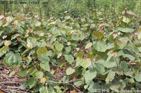 <a href='https://www.lvbad.com/linmuzhongzi/1820.html' target='_blank'>加拿大紫荆种子</a>