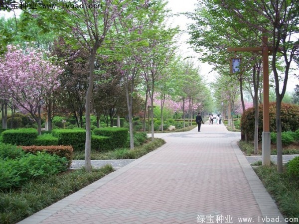加拿大<a href='https://www.lvbad.com/linmuzhongzi/1760.html' target='_blank'>紫荆种子</a>