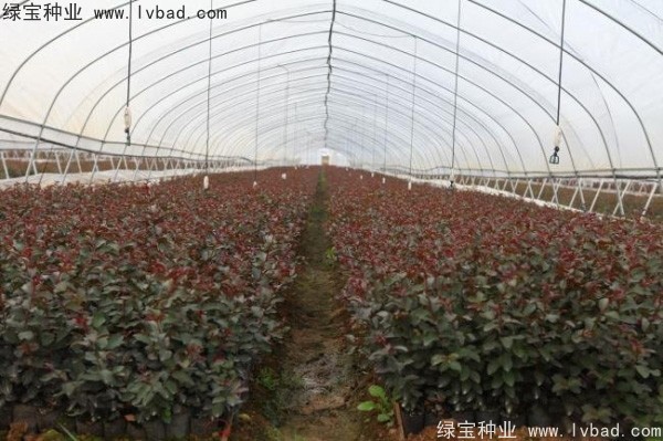 <a href='https://www.lvbad.com/yaocaizhongzi/2335.html' target='_blank'>红花</a><a href='https://www.lvbad.com/linmuzhongzi/1698.html' target='_blank'>紫薇种子</a>