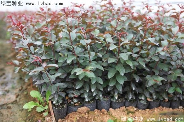 <a href='https://www.lvbad.com/linmuzhongzi/1821.html' target='_blank'>红花紫薇种子</a>
