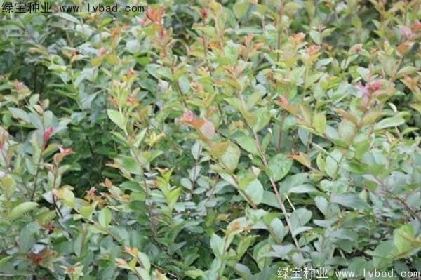 <a href='https://www.lvbad.com/linmuzhongzi/1821.html' target='_blank'>红花紫薇</a>种子