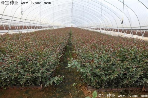 红花<a href='https://www.lvbad.com/linmuzhongzi/1698.html' target='_blank'>紫薇</a><a href='https://www.lvbad.com/' target='_blank'>种子</a>