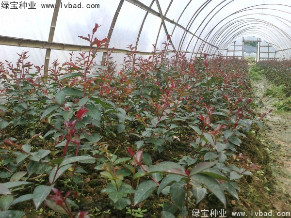 红花<a href='https://www.lvbad.com/linmuzhongzi/1698.html' target='_blank'>紫薇种子</a>