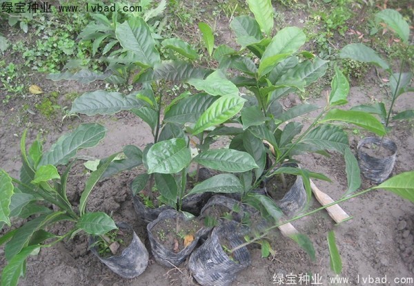 乐昌<a href='https://www.lvbad.com/linmuzhongzi/1802.html' target='_blank'>含笑</a><a href='https://www.lvbad.com/' target='_blank'>种子</a>
