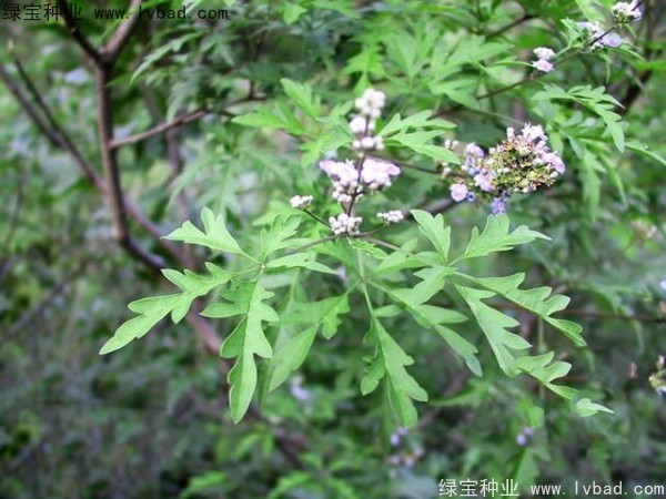 荆条种子