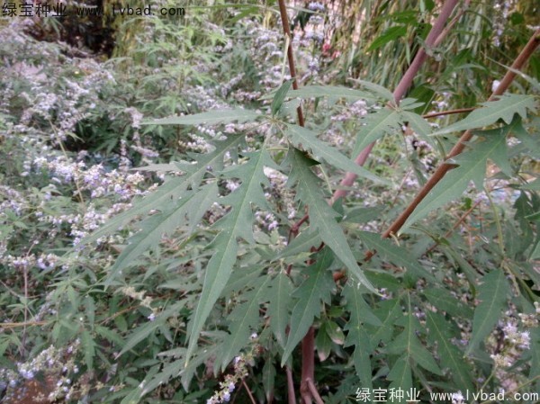 <a href='https://www.lvbad.com/linmuzhongzi/1824.html' target='_blank'>荆条</a><a href='https://www.lvbad.com/' target='_blank'>种子</a>