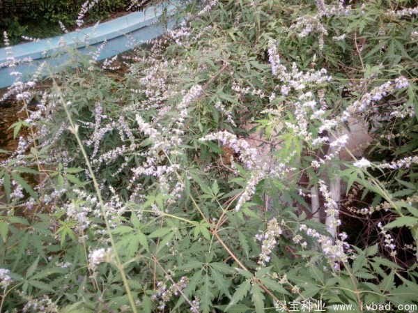 荆条<a href='https://www.lvbad.com/' target='_blank'>种子</a>