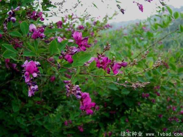 <a href='https://www.lvbad.com/linmuzhongzi/1826.html' target='_blank'>胡枝子种子</a>