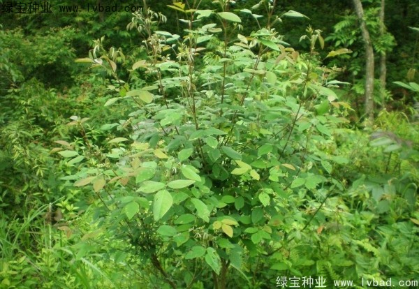 <a href='https://www.lvbad.com/linmuzhongzi/1826.html' target='_blank'>胡枝子</a><a href='https://www.lvbad.com/' target='_blank'>种子</a>