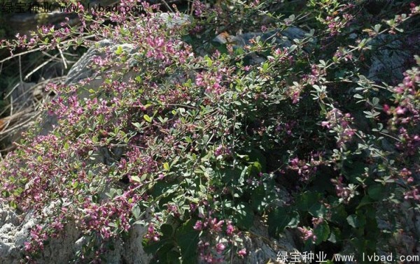 <a href='https://www.lvbad.com/linmuzhongzi/1826.html' target='_blank'>胡枝子种子</a>