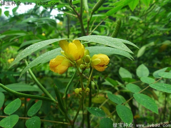 <a href='https://www.lvbad.com/linmuzhongzi/1827.html' target='_blank'>望江南种子</a>