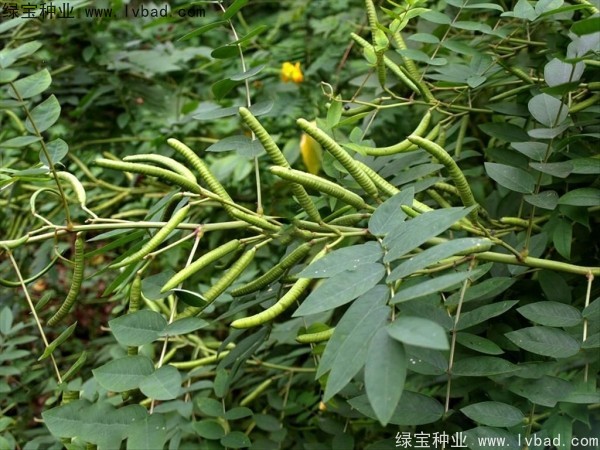 <a href='https://www.lvbad.com/linmuzhongzi/1827.html' target='_blank'>望江南种子</a>