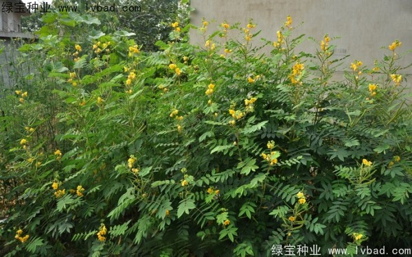 <a href='https://www.lvbad.com/linmuzhongzi/1827.html' target='_blank'>望江南</a><a href='https://www.lvbad.com/' target='_blank'>种子</a>