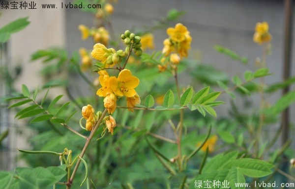 望江南<a href='https://www.lvbad.com/' target='_blank'>种子</a>
