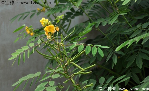 <a href='https://www.lvbad.com/linmuzhongzi/1827.html' target='_blank'>望江南种子</a>