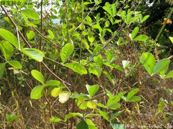 猪屎豆<a href='https://www.lvbad.com/' target='_blank'>种子</a>